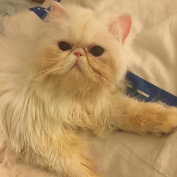 養加菲鏟屎官後悔了嗎？這種可愛到膨脹的貓咪，為啥養起來這麼難