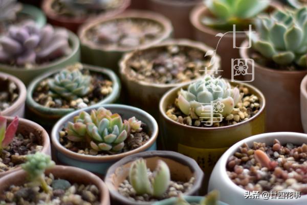 秋天養多肉,運用3要素合理虐養,適當“進補”,養出果凍小胖墩 秋天養多肉,運用3要素合理虐養,適當“進補”,養出果凍小胖墩