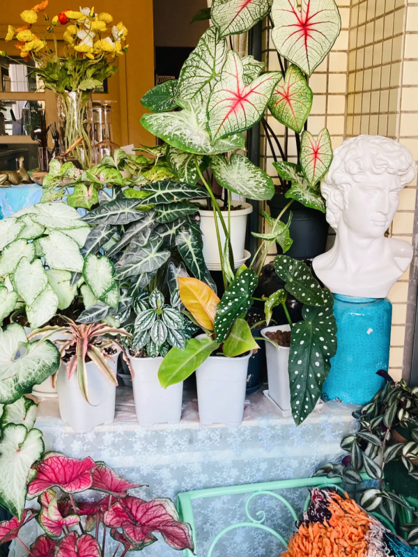 12㎡小陽臺&OpenCurlyDoubleQuote;造花園&rdquo;，光照不足2小時的陽臺，也能美成仙境