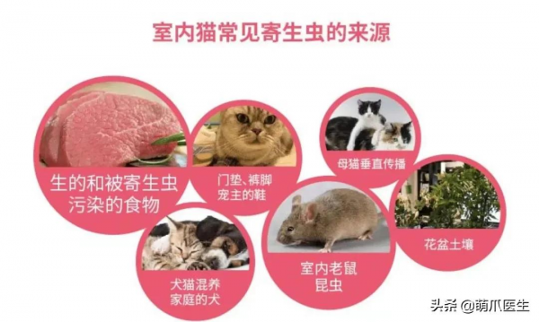 貓把自己舔禿了！是不是嘲笑我禿頂啊？