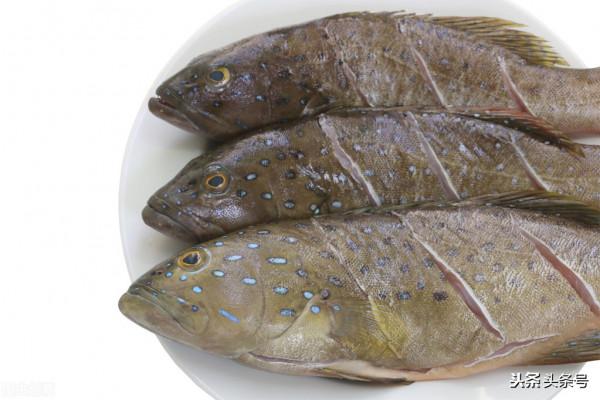 梭子蟹重回30元，草魚跌破5元，黃顙慘遭大跌，石斑爛市，咋回事