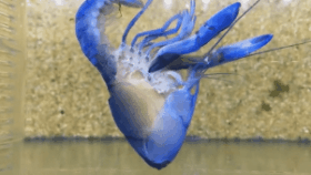 36張圖看精彩世界，巴西情侶被搶，男友撒腿就跑，女子仍淡定吃飯