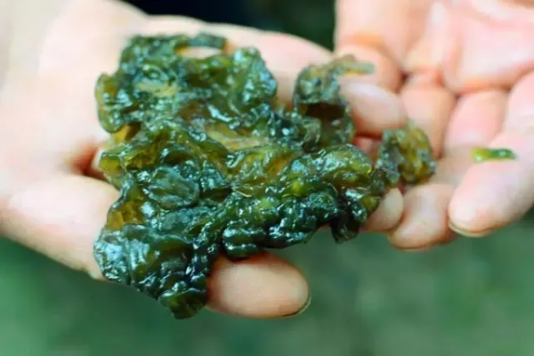 客家地區這種野味，下雨天才會出現，你吃過嗎？