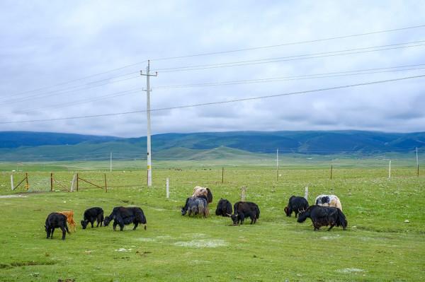 標緻4008環青海長測Day9：鳥島叫“蚊子島”，沿青海沿線達剛察！