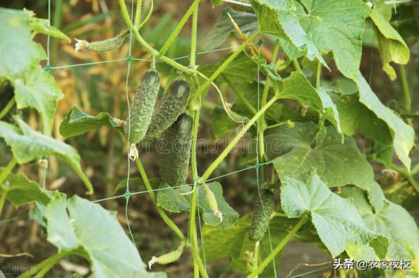 絲瓜枝條怎麼修剪才高產？走好這3步，一學就會，絲瓜結得多