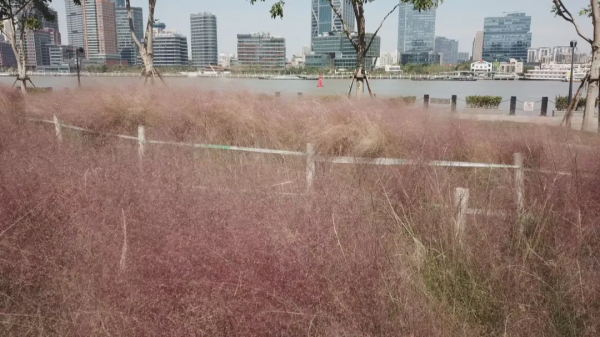 粉色浪漫再次籠罩浦東濱江，這個網紅打卡地等你來