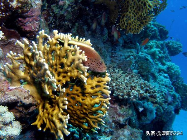 美麗的海底，難得一見的珊瑚王國