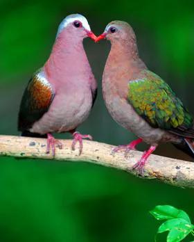 分享圖片一一比翼雙飛鳥