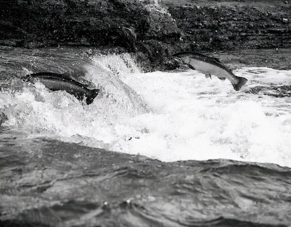 曹操所建立的魏國為什麼短短45年便滅亡了？