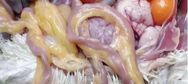 瞭解鯿魚的習性，老大爺說這是他野釣鯿魚爆護的關鍵