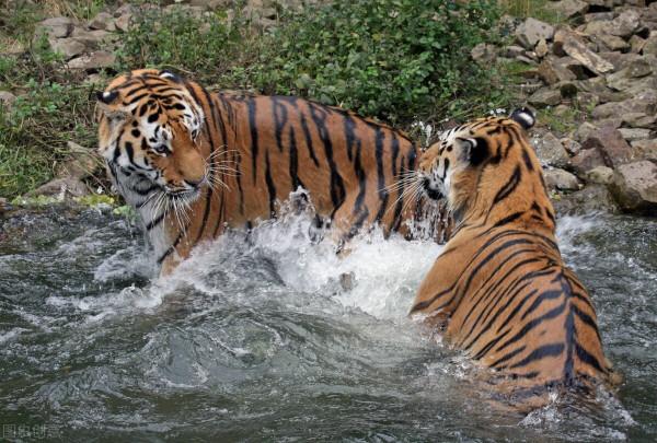 母虎實在厲害！它趕走無能的虎王，打敗侵略的雄虎敢自任虎王