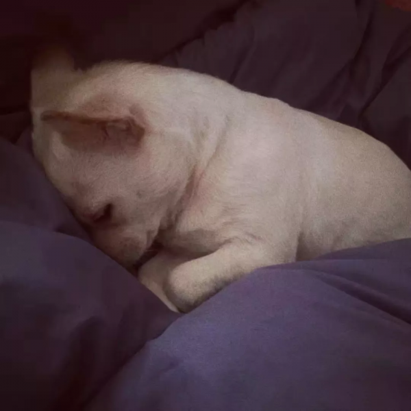 在樹林裡撿到一隻潦草小串串,幾個月後,長成了盛世美顏 在樹林裡撿到一隻潦草小串串,幾個月後,長成了盛世美顏