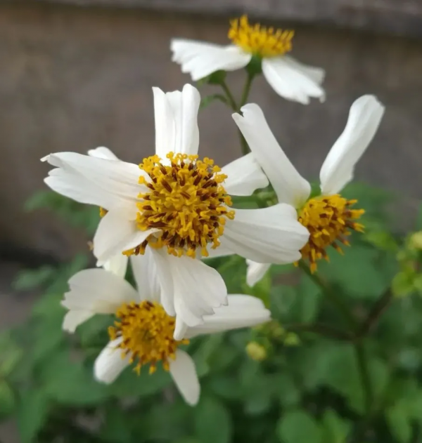 隨處可見的鬼針草,卻不知道什麼作用? 隨處可見的鬼針草,卻不知道什麼作用?