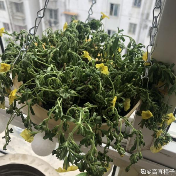 花市“一次性”的盆栽，開完花就死，未免太可惜