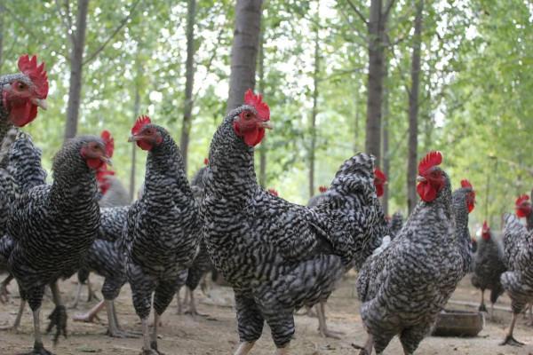 大吉大利天天吃雞,中華名雞知多少?有你家鄉的雞嗎 大吉大利天天吃雞,中華名雞知多少?有你家鄉的雞嗎