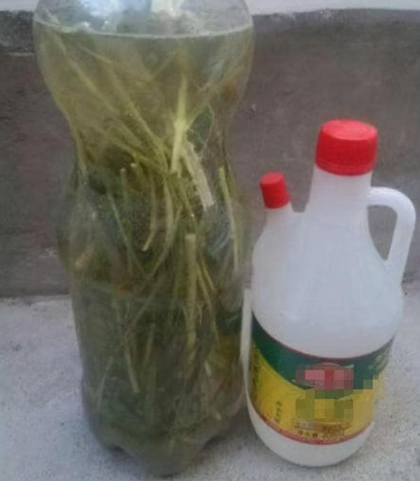 綠蘿、文竹、吊蘭不綠不旺，倒點“天然溶液”，變成“綠瀑布”