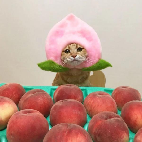 日本一鏟屎官把貓咪打扮成食物！網友：太可愛了！忍不住想吃掉
