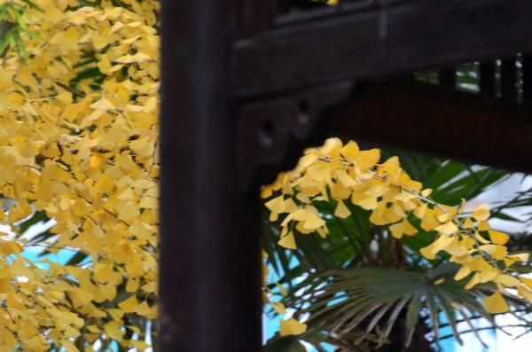 小雪節氣陶醉在迷人的銀杏黃中