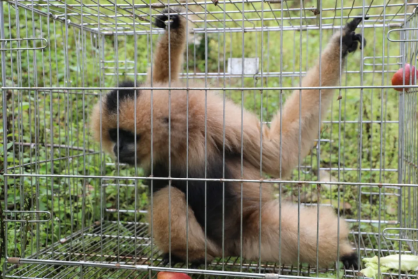 西黑冠長臂猿“小平安”迴歸景東無量山棲息地
