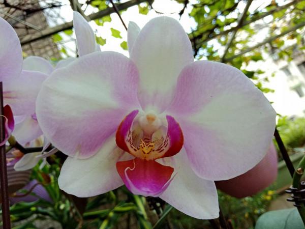 #陽臺小花園#又添新品種