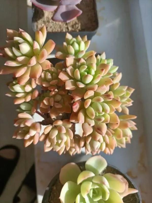 多肉，屬於我的小美好！願所有人的愛好都能被溫柔以待