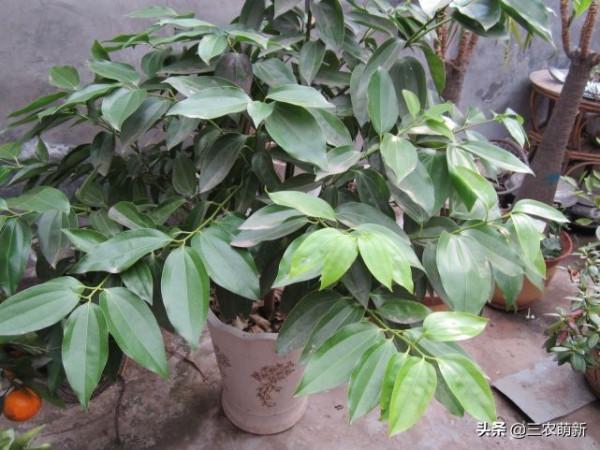 客廳有樹，十家九富！這幾種植物放在家裡，既能鎮宅，又寓意吉祥