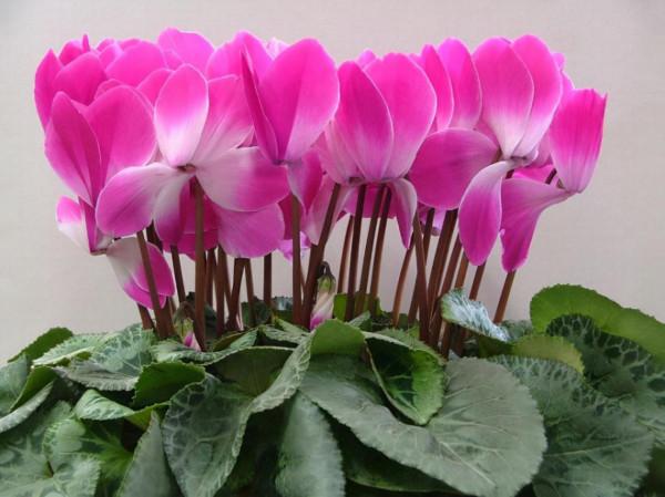 100種常見花卉的播種栽培大全,送給愛養花的你 100種常見花卉的播種栽培大全,送給愛養花的你