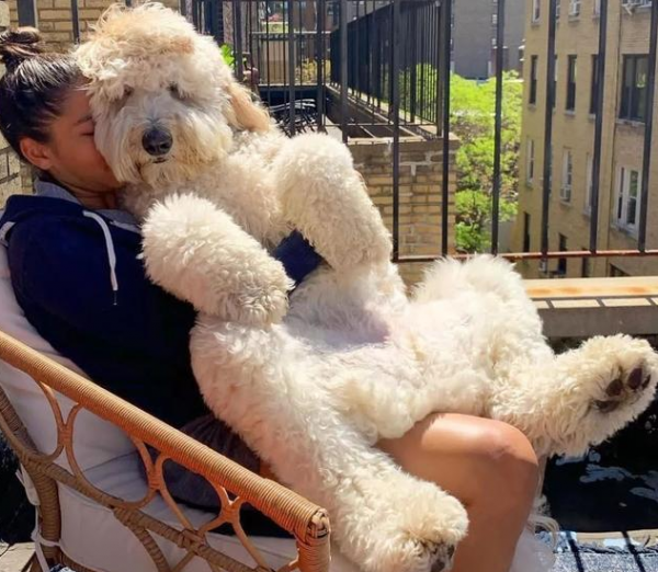 這幾種狗真的不值得買,越養越心累 這幾種狗真的不值得買,越養越心累