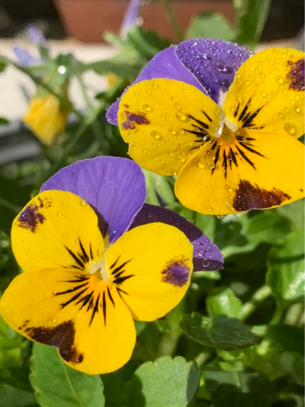 冬天也能養的耐寒草花，陽臺上擺幾盆，輕鬆變成小花園