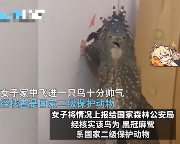 女子家中飛進不明動物，翅膀撐牆站立霸總範十足，網友：牢底坐穿獸？