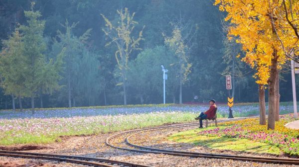3萬株銀杏林把秋意渲染至極，第一眼就心動了