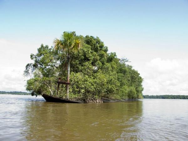 30張罕見照片，沒毛的猩猩百年一遇，黃色的企鵝萬里挑一