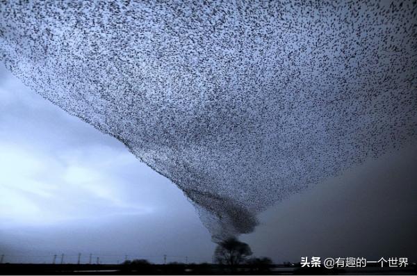 20張看上去不太真實的照片,但這些都不是PS的 20張看上去不太真實的照片,但這些都不是PS的