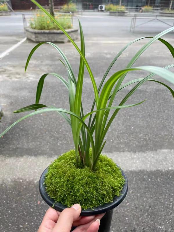 四川早年發掘的一顆春劍瓣型紅花素，現在成為市場熱門精品