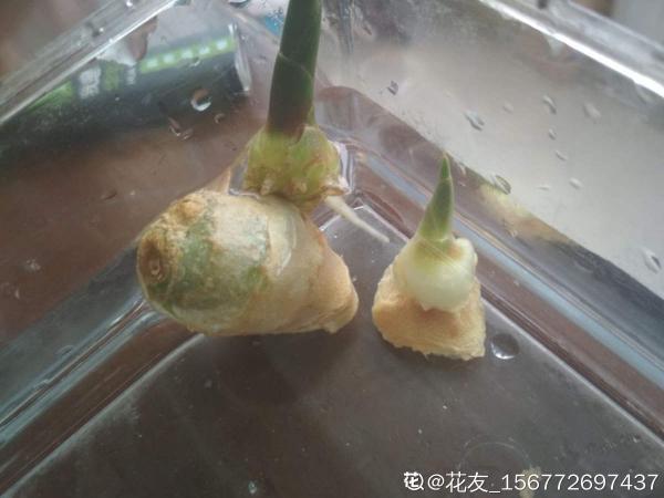 一塊生薑埋土裡,長出“姜崽芽”,兩個月能長1米高 一塊生薑埋土裡,長出“姜崽芽”,兩個月能長1米高