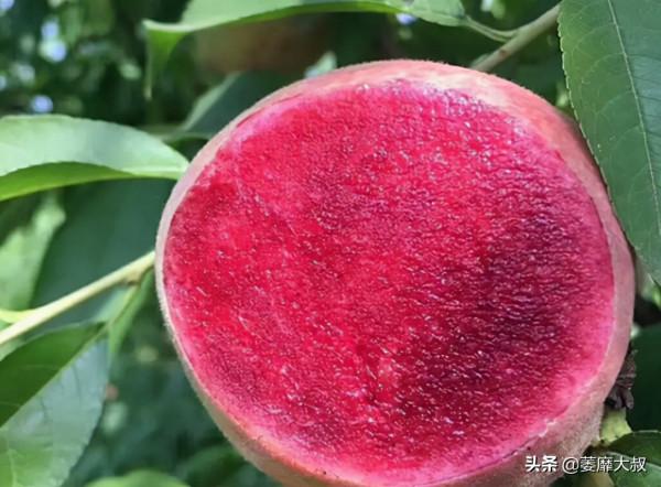 我國新興果樹“黑桃皇后”，產量不錯，有一定的市場前景