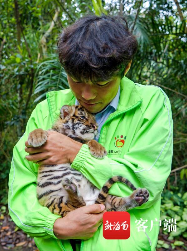 被可愛到了！海南“萌虎”出動鬧元宵