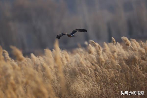 鞏義黃河溼地首批大天鵝“回家”,這些“老朋友”也如約而至 鞏義黃河溼地首批大天鵝“回家”,這些“老朋友”也如約而至