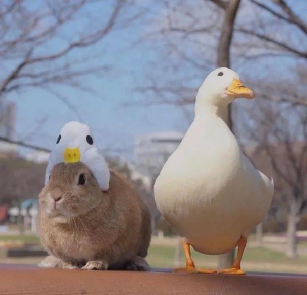 桌布頭像推薦——萌寵篇