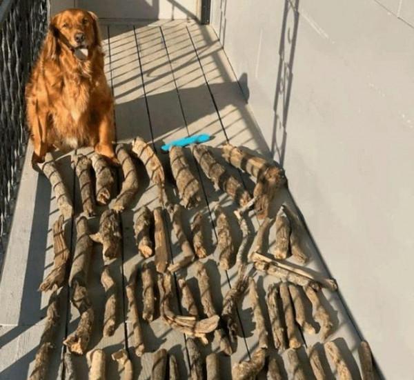 主人丟掉狗狗的木棍，狗氣得再撿回60根，一沒事幹就拿出來曬太陽