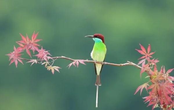 你見過“中國最美的小鳥”嗎?幸福要溢位螢幕啦 你見過“中國最美的小鳥”嗎?幸福要溢位螢幕啦