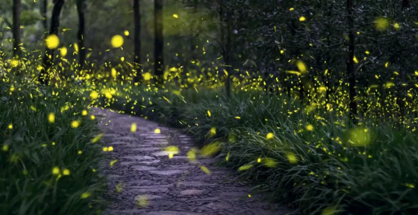 仙本那,與鯨鯊共舞,住水上木屋 仙本那,與鯨鯊共舞,住水上木屋