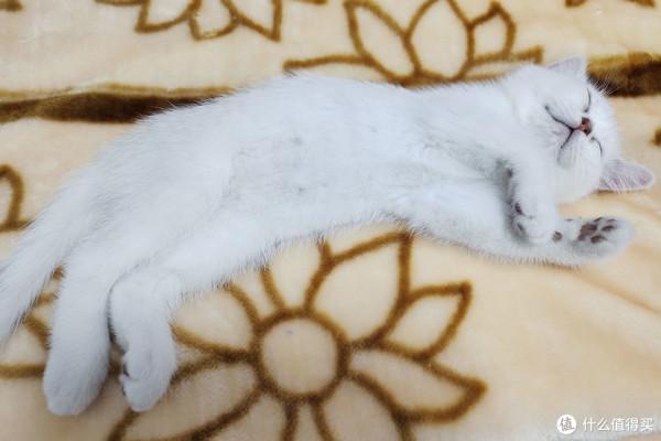 養三隻貓是一種怎樣的體驗？過來人的養貓（勸退）指南