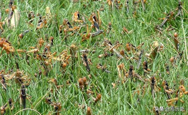 1942年的河南大饑荒，國共兩黨是如何應對的