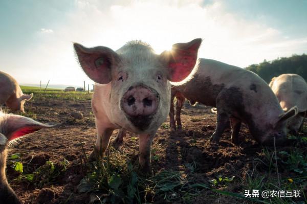 肥豬一斤9塊，豬價再次翻紅上漲！但養殖戶仍需警惕階段性回撥