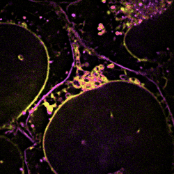 走！北大教授帶你去細胞裡逛一逛