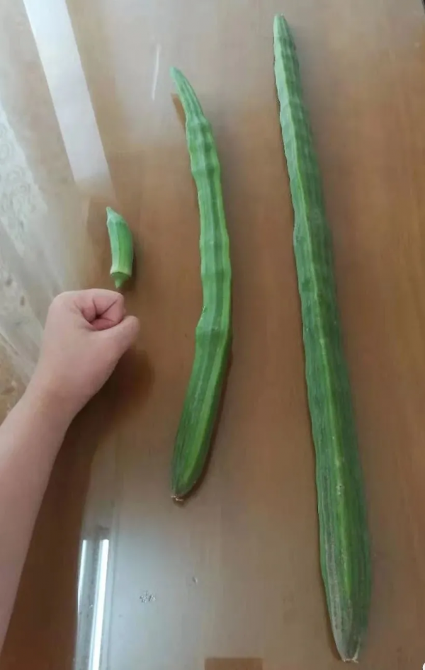 辣木樹：新興保健食材