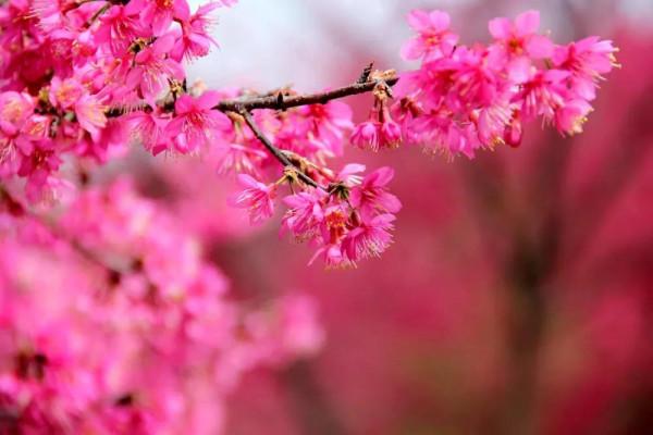 廣東櫻花峪：十萬櫻花怒放迎春
