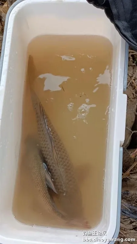 秋風秋雨釣秋水,大風大浪搏大鯉 秋風秋雨釣秋水,大風大浪搏大鯉