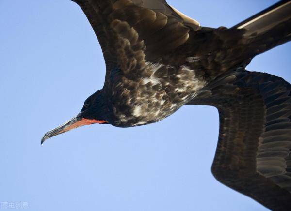 連續飛行兩個月不落地，每天飛行650公里，軍艦鳥不需要睡覺嗎